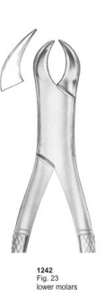  Fig. 23 lower molars 